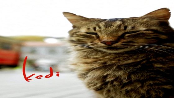 فيلم كيدي